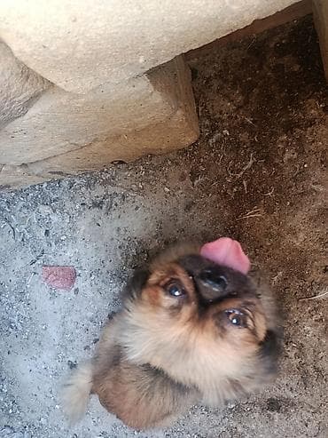 Pekines, 2 il, Erkək, Peyvəndli, Ödənişli çatdırılma lalafo.az -da Pekines, 2 il, Erkək, Peyvəndli, Ödənişli çatdırılma
