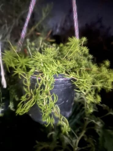 подарки из дерева: Ковер — 66