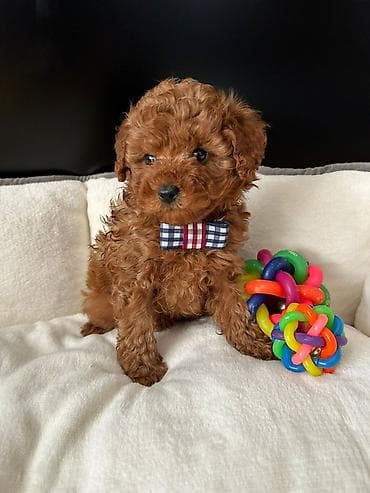 toy poodle qiymetleri: Pudel, 2 ay, Erkek, Sənədli, Ödənişli çatdırılma — 3