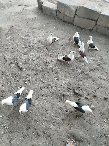 qus iran: Quslar satilir cemi8denedir 5goy cep 3qirmizi cep160 son qiymet — 2