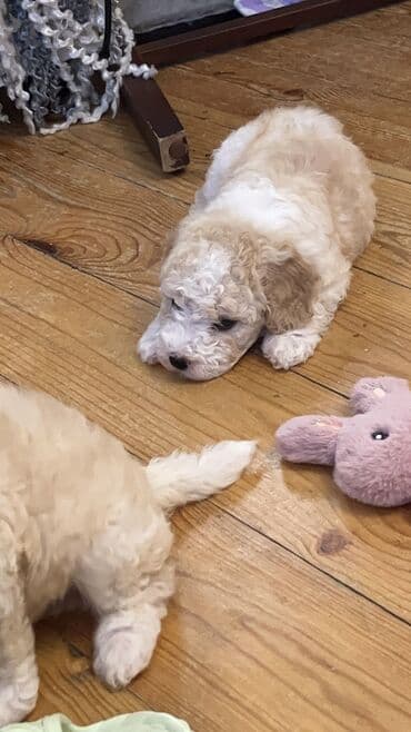 İtlər: Pudel, 2 ay, Erkek, Peyvəndli, Ödənişli çatdırılma — 3