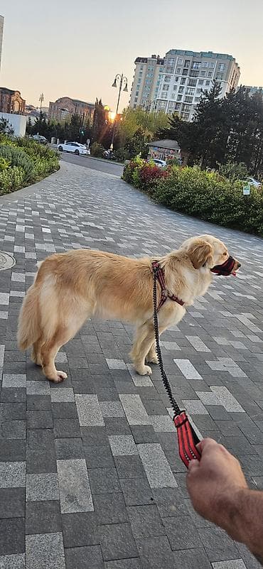 satiliq itler: Retriever, 1 il, Dişi, Sənədli, Ünvandan götürmə — 2