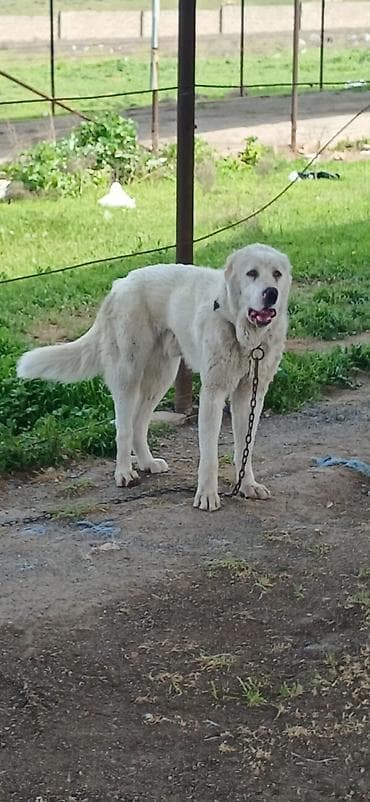 sivas kangal kanqal iti: Alabay, 1 il, Erkek, Peyvəndli, Pulsuz çatdırılma — 5