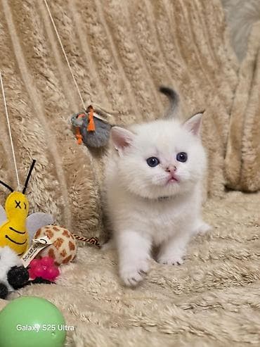 col pişiyi: Britan — 4