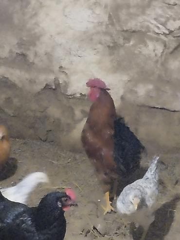 Mal-qara: Toyuq, Damazlıq — 4