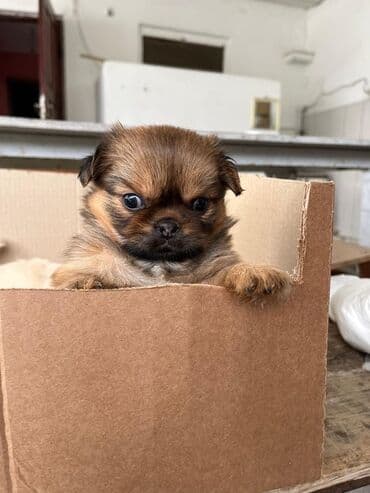 той ырлары попурри: Пекинес, Самка, Бесплатная доставка — 2