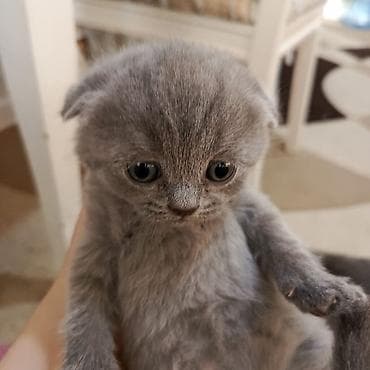 pişik baytarı: Şotland yastı qulaq — 6