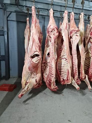 Sifariş ucun Ukraynadan bir başa ! Mal eti sumuksuz ! whatsappa yaza lalafo.az -da Sifariş ucun Ukraynadan bir başa ! Mal eti sumuksuz ! whatsappa yaza