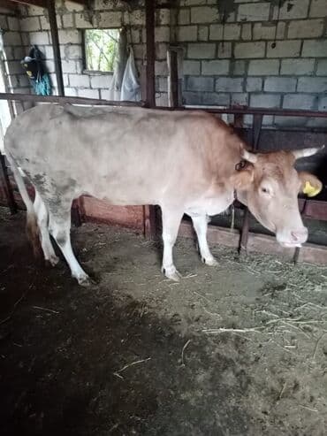 cins inekler: Satişa iri buynuzlu heyvan saqlan iney iki qarın doqnuş ve q0un quzu — 5