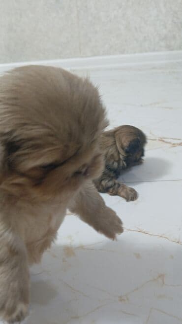 Pekines, 1 ay