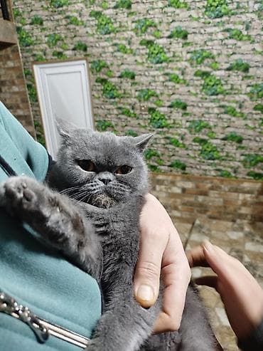 şotland pişiyi pulsuz: Ekzot, Dişi — 7