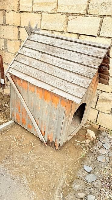 it həkimi: Taxta it evi - Material: təbii taxta lövhələr, ikiqat maili dam — 2