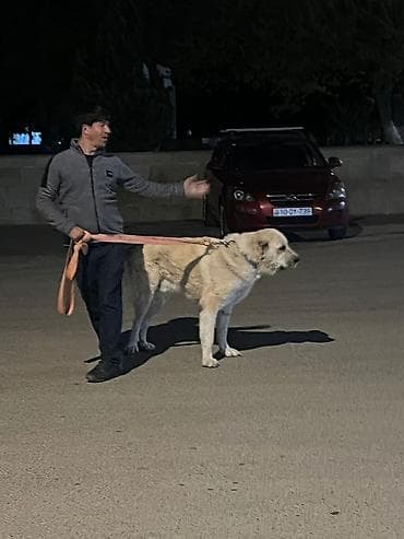 heyratı barter: Qurdbasar, Peyvəndli — 4