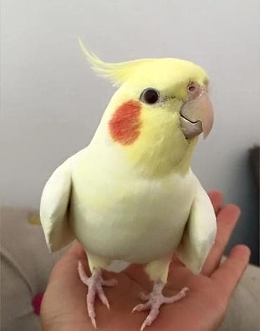 toyuq hini: Nimfa (cockatiel) papağanı – əl öyrədilə bilən, ağıllı və mehriban ev — 1