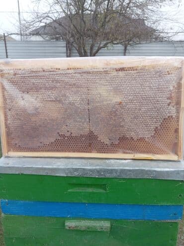 Təbii arı məhsulları - Çərçivədə mumlu pətək balı: Pətək gözləri bal