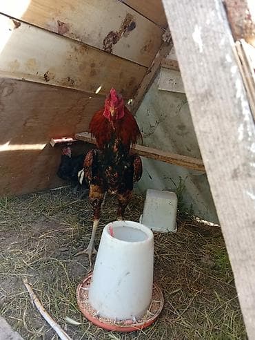 qaz cinsleri: Heyrati 1 xoruz 2fere fereler yumurtlayir — 1