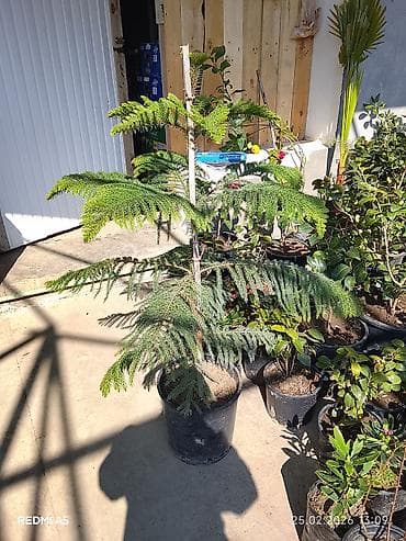 gül və çiçək adları: Bütün Bölgələrə çatdırılma var ətraflı məlumat üçün whatsapp da yaza — 7