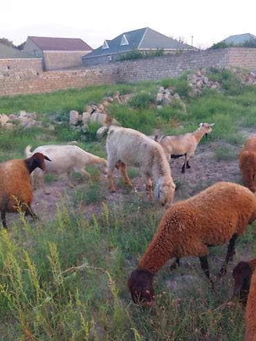 merinos qoyun: Ə keçi sürüsü erkək - Növ: yerli ətlik quyruqlu qoç-qoyunlar və — 1