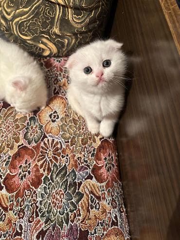 Şotland yastı qulaq, Erkək, Dişi, Yaxşı əllərə, Ünvandan götürmə, Pulsuz çatdırılma, Ödənişli çatdırılma