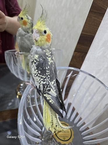 susar qusu: Qefesle bir yerde satilir. Unvan Yasamal. Insaatcilar m st — 6