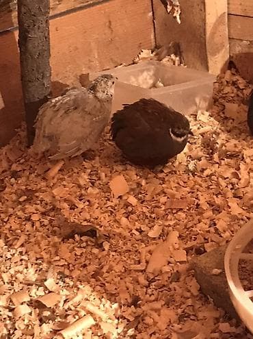 Кошки: Çin boyunlu bıldırcınları (Button quail, Coturnix chinensis) – — 8