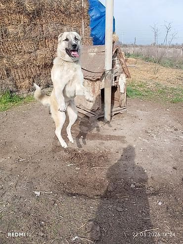 Akvariumlar: 1 il, Erkek — 2