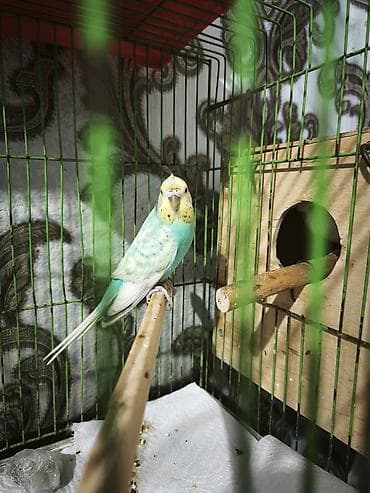 muhabbet kuşu satışı: Çexdən dönmə dişi bala verib — 4