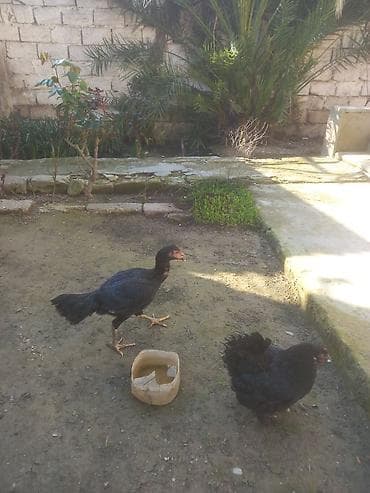 karlik koxin: Heyrati fərə 5 ayliq barter koxin karlik xoruzla — 1