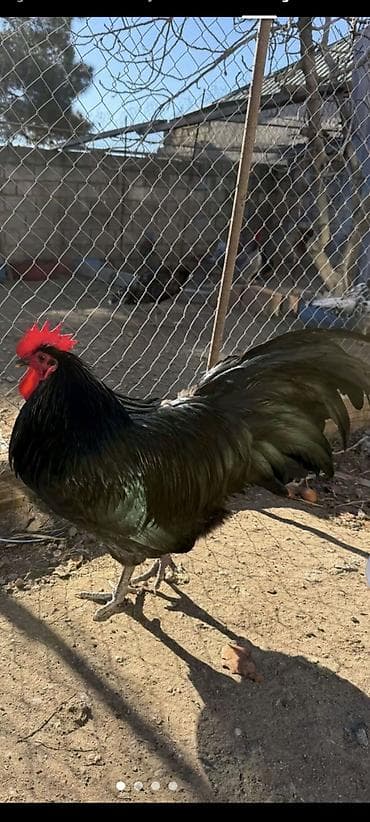 Digər kənd təsərrüfatı heyvanları: Avstroliup xoruztoyuqlar və Hind quşlari Amerkan Bronz Big 6 sortlar — 1