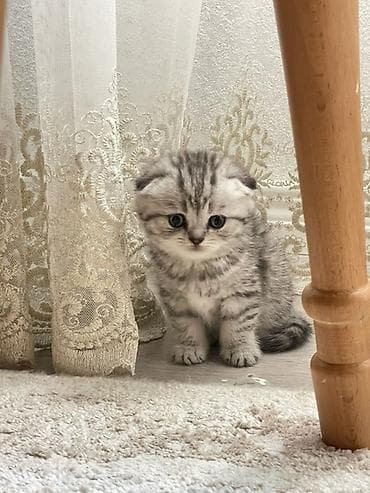 Pişiklər: Şotland yastı qulaq, Dişi — 1