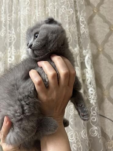 pisik ucuz: Şotland yastı qulaq, Dişi, Ünvandan götürmə, Pulsuz çatdırılma, Ödənişli çatdırılma — 3