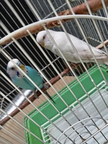 çex tutuquşu: Tutuquşu dəsti satılır Qəfəslə birlikdə üstündə Yemi 1 banka,Mil — 1