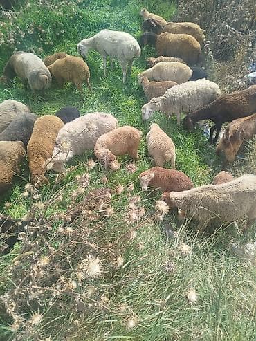 Qoyun sürüsü satılır 21 quzudu hardasa 15 erkekdi biri 175 le cuzi — 1