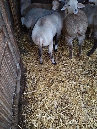 tap az pisik: Çəkiləri 15-18kq arası super kök erkəy quzulardı tərəziynən 9.5m Dan — 4