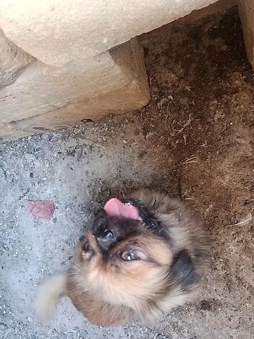 Pekines, 2 il, Erkək, Peyvəndli, Ödənişli çatdırılma
