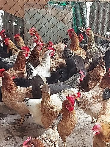 toyuq cüce: Toyuq, Damazlıq, Ünvandan götürmə, Ödənişli çatdırılma — 1