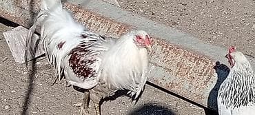 heyvan bazari keci: Ağ-qırmızı ləkəli döyüş tipli xoruz - Rəng: əsasən ağ, kürək və — 5