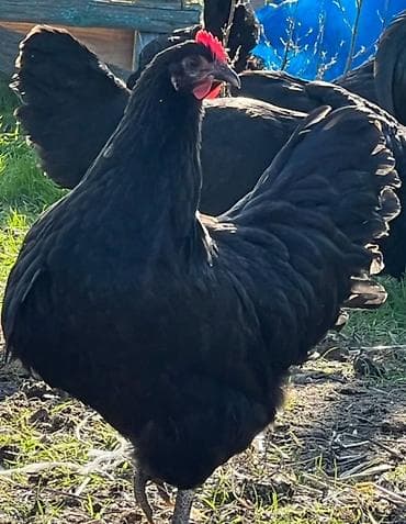 eşey satışı: Toyuq, Damazlıq — 10