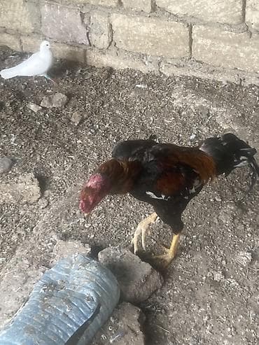 xoruz sekli: Xoruz, il: 1, Ünvandan götürmə — 4