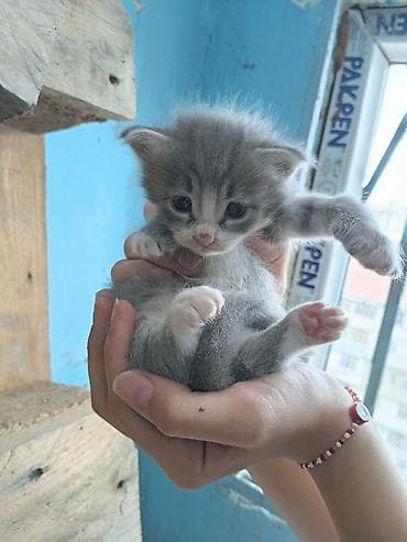 Кошки: 5dene pişiydi 3 hefdeliy, 3qız 2 oglan, pulsuz etibarlı əllərе — 1
