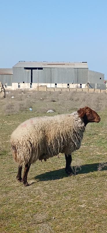 siam satisi: Damazlıq qala qoço satılır çox aktiv heyvandı diri çəkisi 85 kilodu — 3