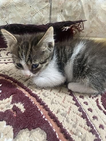 bala pişiylər: Yaxşı əllərə, Ünvandan götürmə — 8