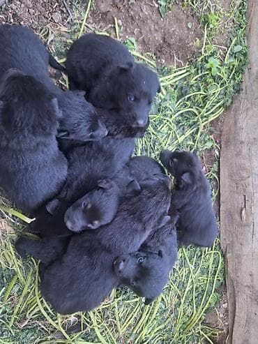 qanqal itleri: Alman çoban iti, Sənədli — 3