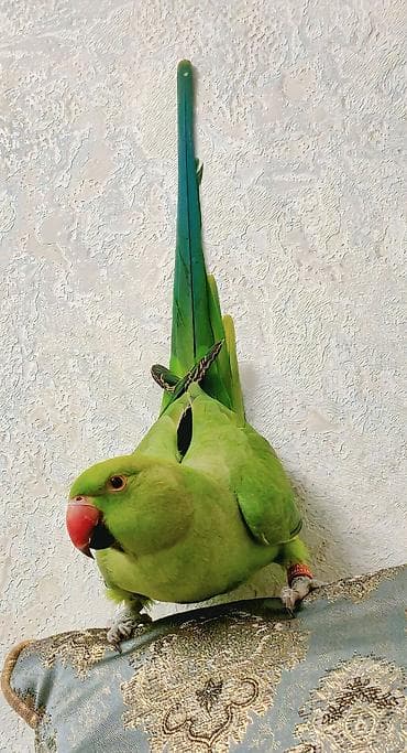 eşşək şəkilləri: Məhsul: Yaşıl Halsiz İsgəndər tutuquşusu (Ringneck Parakeet) Təsvir — 1