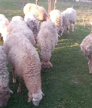 Camış: Salam tam saglam 22dene bogaz qoyun — 1