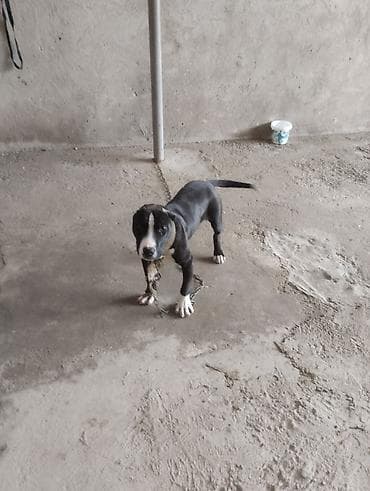 İtlər: Pitbul, 2 ay, Erkek, Peyvəndli, Ünvandan götürmə — 2