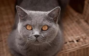 pisik şotlant: Şotland, Erkək, Yaxşı əllərə, Ünvandan götürmə — 3