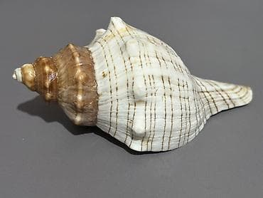 kerpic dekor: Dekorativ dəniz ilbizinin iki ədəd iri qabığı - Material: orijinal — 7
