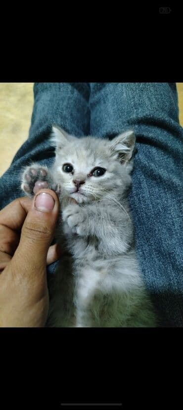 котенка в добрые руки: Шотландская, Самка, В добрые руки, Платная доставка — 3