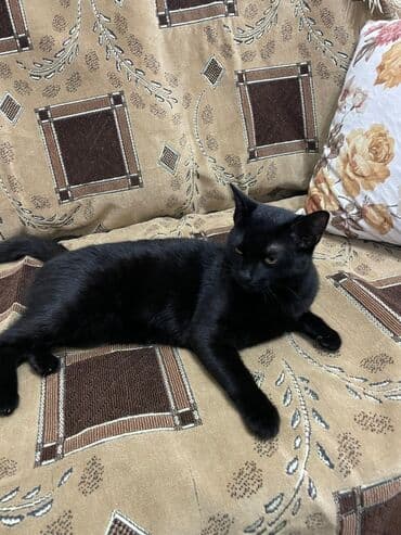 pişik sahibləndirilir: Butun peyvendleri vurulub bir dermanida vurulub pisiy cox oldugu ucun — 5